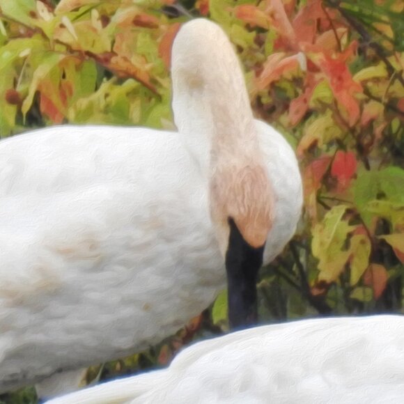 8x10 Trumpeter Swans Oil Painting‎ Photography Art Print - Picture 4 of 5